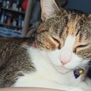 Meet your Posher, Carmen